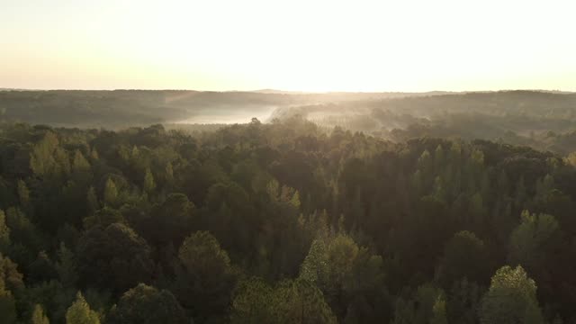 The head of a high forest x sunset FHD