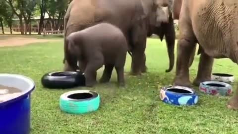 Elephant family videos