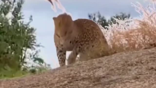 Hawk trying to peck the tiger