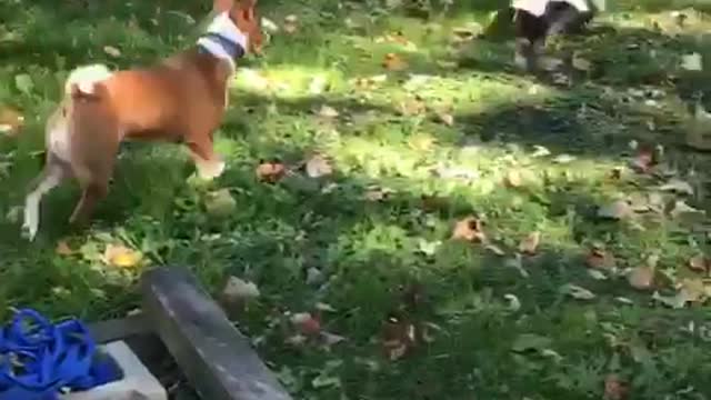 Skunk chasing brown dog around lawn