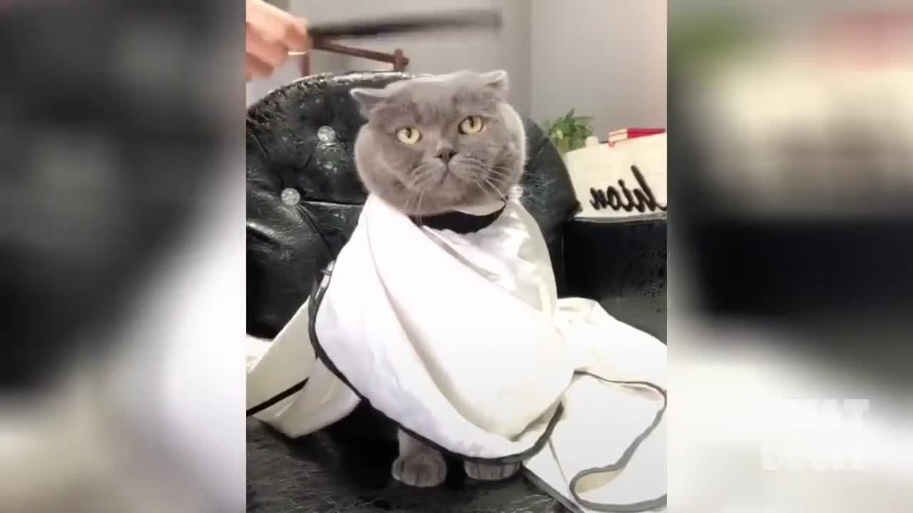 TRY NOT TO LAUGH #5 VIDEO OF FUNNY ANIMALS