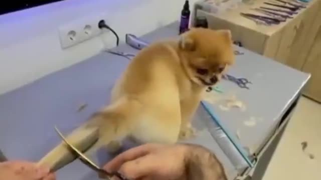 New style dog tail hair