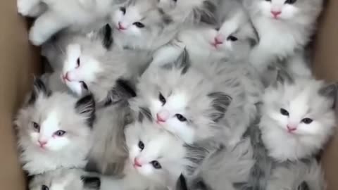 CATS DOING CATS FUNNY