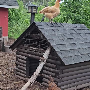 OMC! Precious Brownie gets bullied caught on video! Watch until the end. #chickens #shorts #brownie