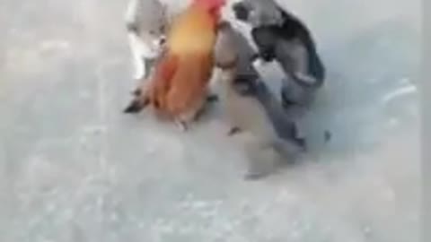 Very-fight between - Hen_and_dog