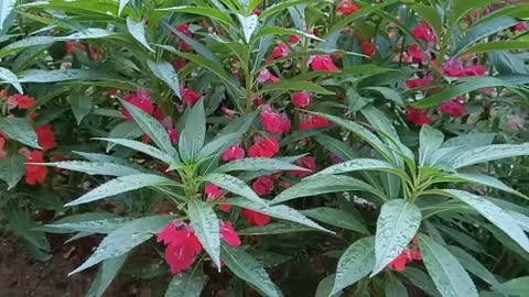 flowers after rain