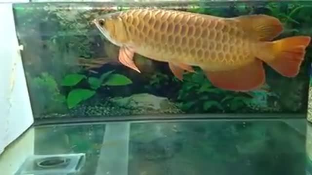 Arowana