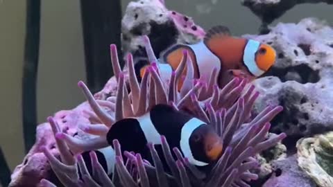 clownfish#anemone