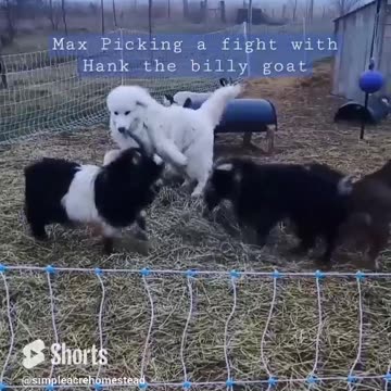 When Max gets bored. Come on Hank let's play!! #homesteading #familyfarm #greatpyrenees #lgd