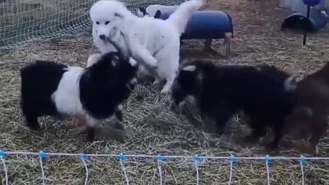 When Max gets bored. Come on Hank let's play!! #homesteading #familyfarm #greatpyrenees #lgd