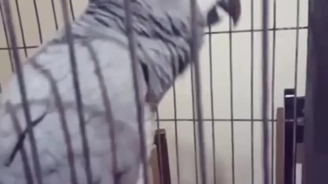 Parrot Talking - Smart And Funny Parrots Videos