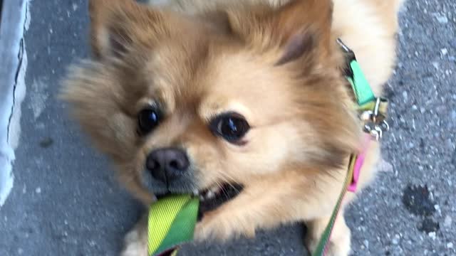 Dog protests going home