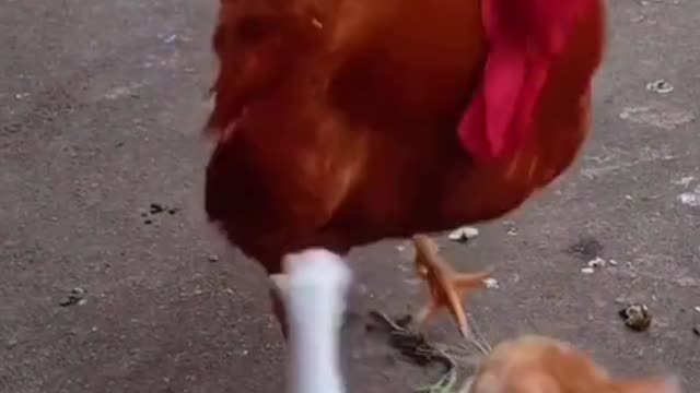 cat and chicken fight - funny videos