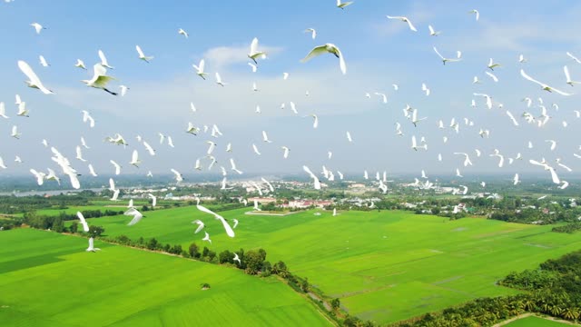 A snapshot of the most wonderful birds in the sky of nature