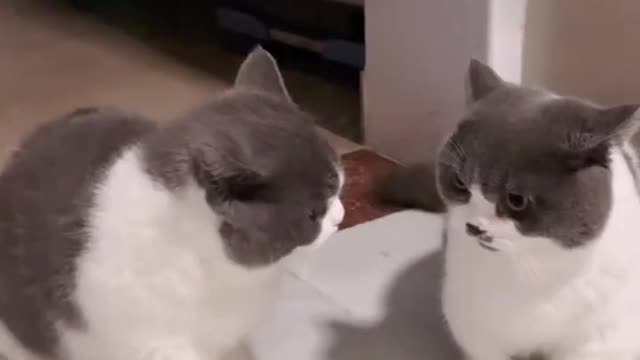 Are you fighting or dancing-6 | Funny Cute Cats Video