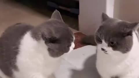 Are you fighting or dancing-6 | Funny Cute Cats Video