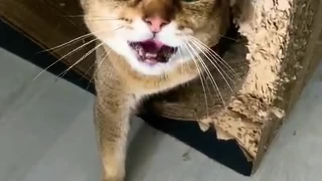 Angry Cate 😰😰