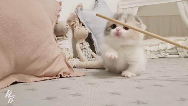 Omg!! See the cutest cat of the planet!!