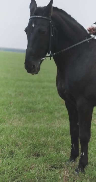 Person Riding a Horse