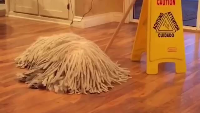 A beautiful and sneaky dog that resembles a mop