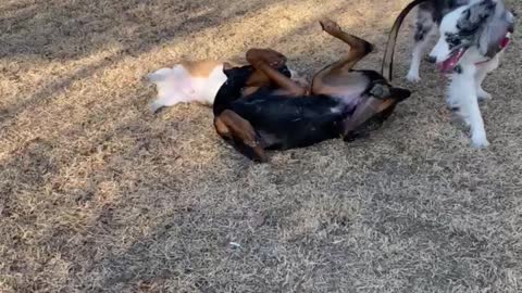 puppies playing other dogs.