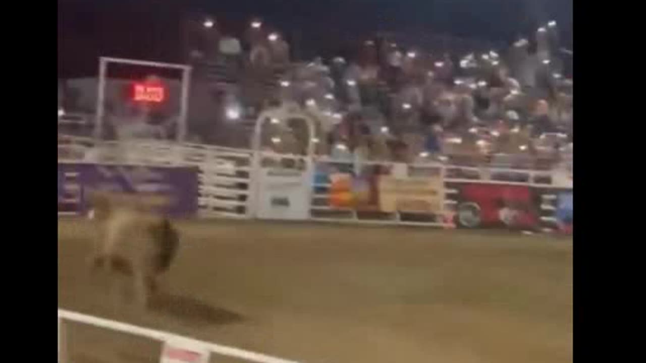 WILD VIDEO: Rodeo Bull Jumps Out of Arena and into Crowd During Sold-Out Event – Then Goes on Violent Rampage Throughout the Grounds Jun. 10, 2024