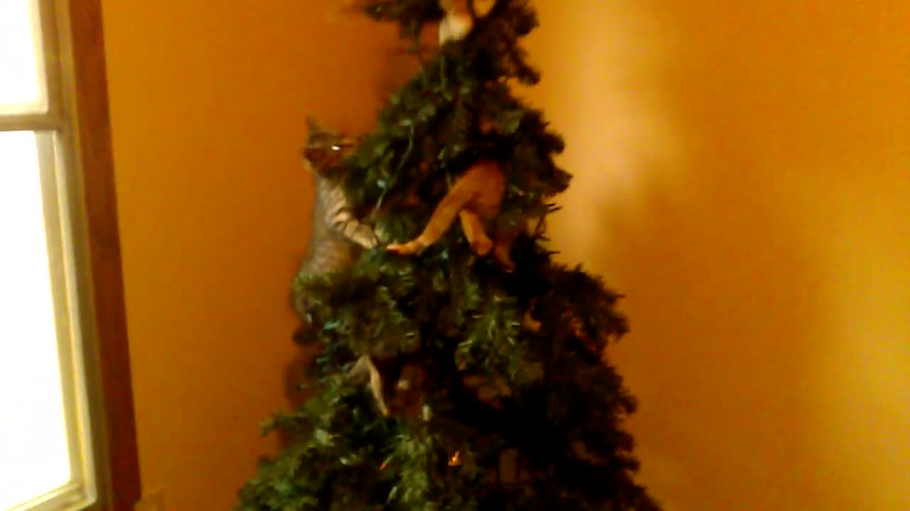 Kittens Destroy Fake Tree