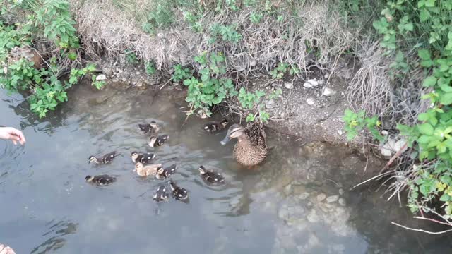 Duck with ducklings walking.