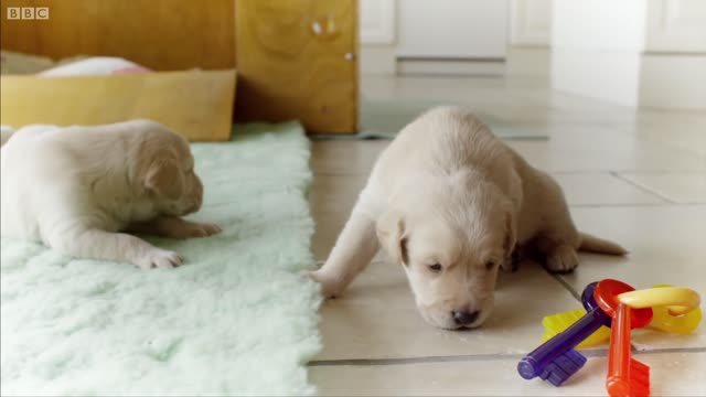 Puppy Opens its Eyes for the First Time | Puppy Senses | Secret Life of Dogs | BBC Earth