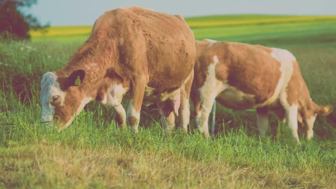 Two beautiful brown cow feeding grass, in germany, yellow rape fileds on background