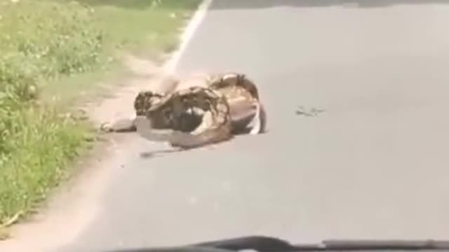 Forget the circle of life! Save that deer!