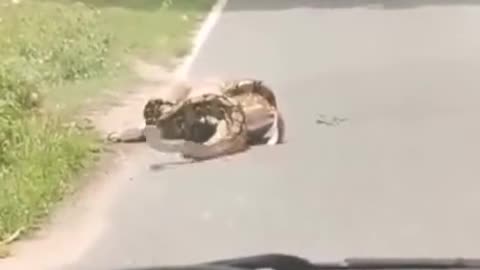 Forget the circle of life! Save that deer!