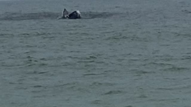 Whale breaching offshore