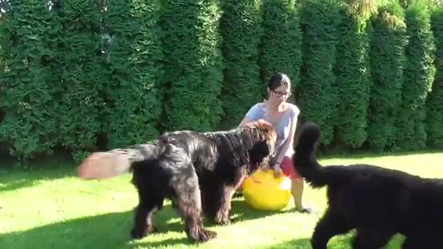 We don’t want to play with ball we want to play with mummy/Newfoundland dogs