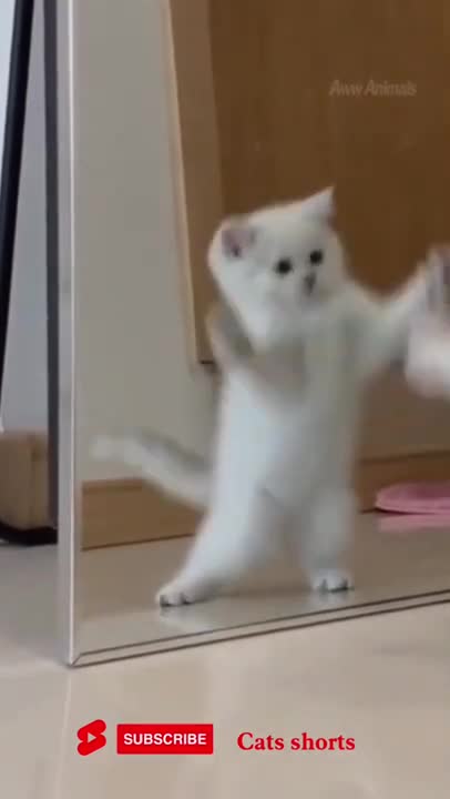 funny cat