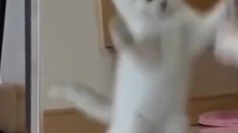 funny cat