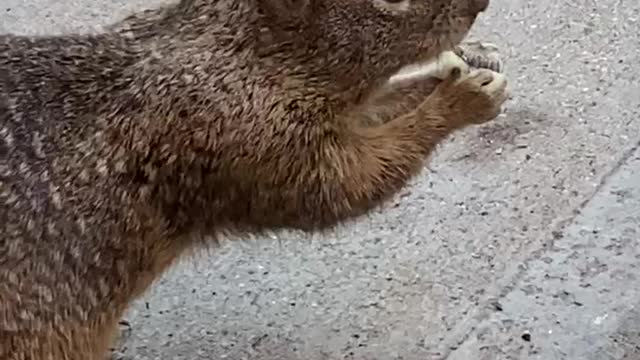 squirrel eating french fries