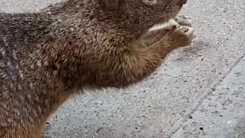 squirrel eating french fries