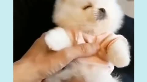 funny baby dogs cute baby dogs baby animal videos #shorts