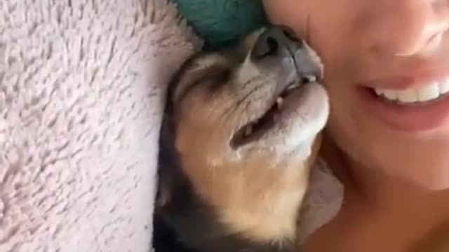 🐾 dog pleases its owner!! 😌