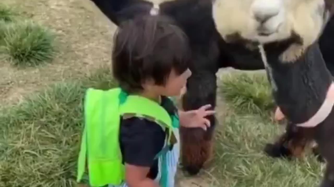 A little kid hugs an alpaca, and the alpaca hugs back