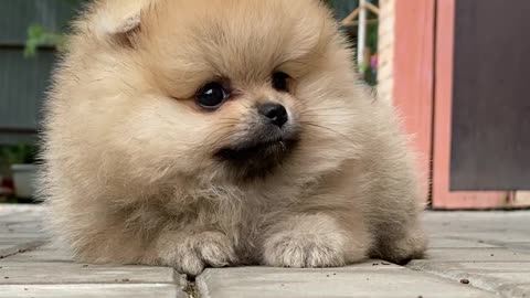 cute puppy