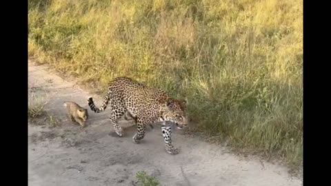 The Nkoveni female with her 2 new cubs 🐆