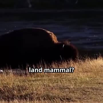 Bison: The Largest Land Mammals in North America | Amazing Animal Facts