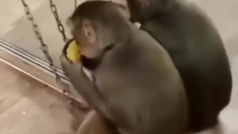 when monkey meet glass || funny monkey