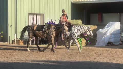 Baby Horses and their Mothers experiencing Freedom. Bonus Painted Horses