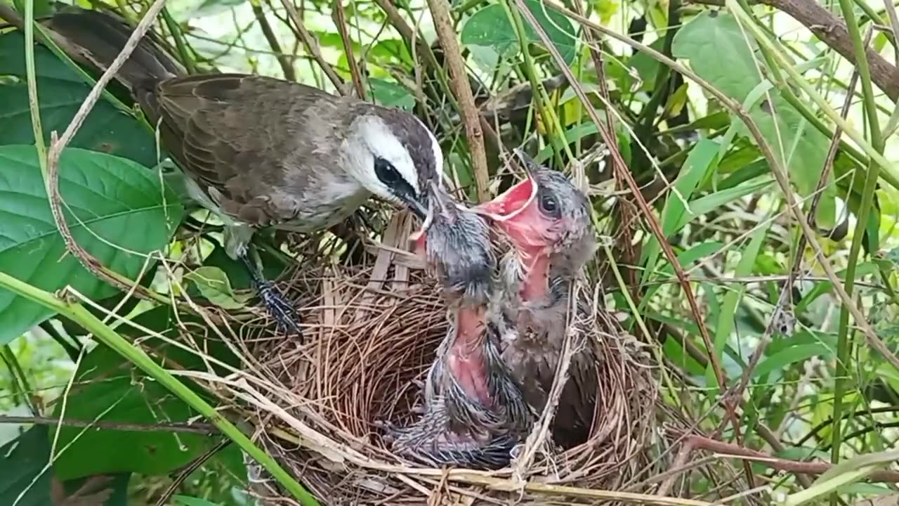 Baby Birds grown up in the nest - full video #babybirds, #babybirds2023 #birdsvideos