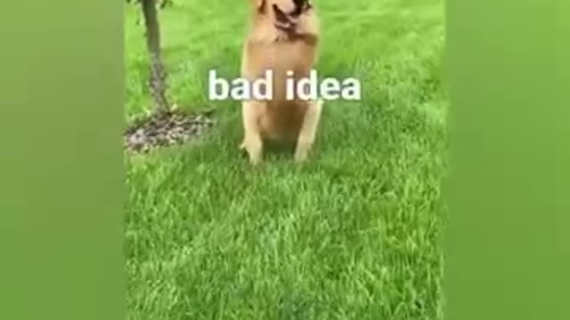 ANIMALS BRIGHTEN YOUR DAY. TRY NOT TO LAUGH.