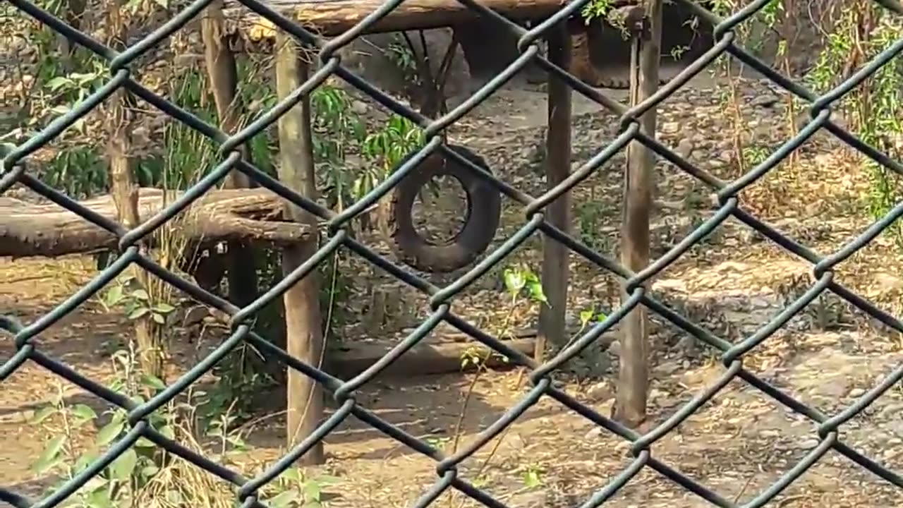 Tiger Roar.