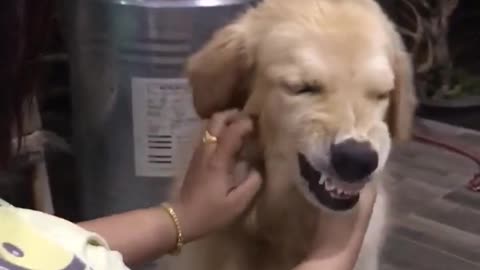 Golden Makes a Funny Face When it Feels Good